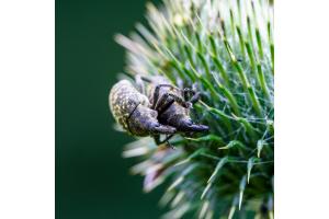 Rüsselkäfer auf Distel
