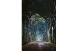 Waldtunnel
