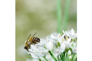 Fleissige Biene