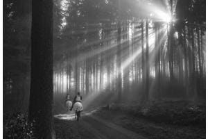 Riding in the mystical forest (near Wahlendorf)