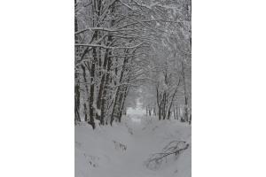 Grauer Schneetag 2