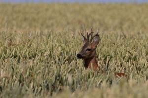 Rehbock im Kornfeld