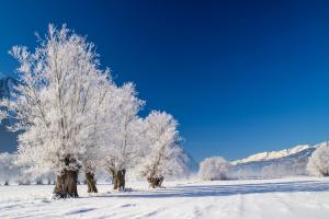 Raureif im Sonnenschein