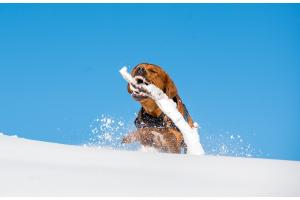spielender Labrador im Schnee