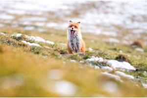 Fuchs im Winterpelz