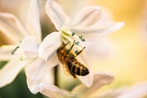 Frühlingsgefühle der Bienen