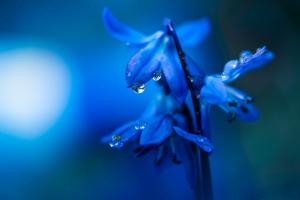 Blue Flower im Frühling