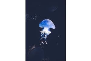 Blue Qualle