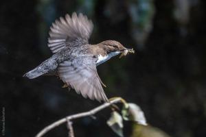 Wasseramsel - Proteinschub für den Nachwuchs