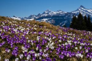 farbenfroher Bergfrühling