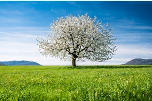perfekter Kirschbaum in Blüte