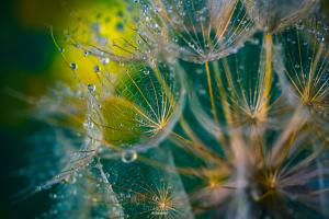 Farbtropfen der Natur