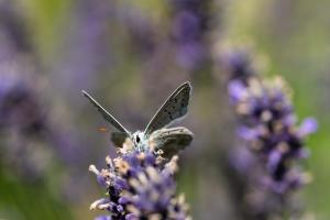 Lavendelblau Lavendelblau