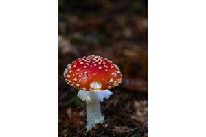 Herbstgruss Herbstgruss