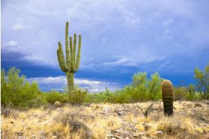 Scottsdale Landscape Scottsdale Landscape