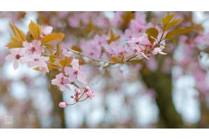 Im Garten