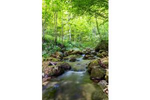 im Wald