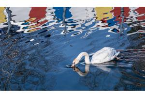 Schwan und Mondrian-Farben