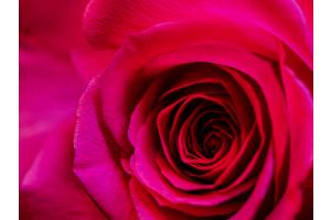 Rote Rose = Liebe Rote Rose = Liebe