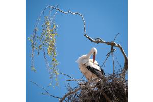 Storch bei der Morgentoilette