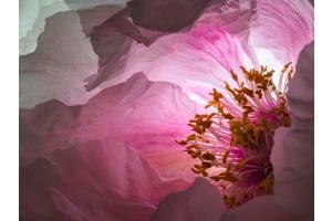 Pfingstrosenblüte im (künstlichen) Gegenlicht Pfingstrosenblüte im (künstlichen) Gegenlicht