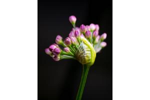 Bald zeigt sich die ganze Pracht des Alliums Bald zeigt sich die ganze Pracht des Alliums