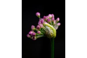 Sich öffnende Allium-Blüte - wie ein Mini-Blumenstrauss Sich öffnende Allium-Blüte - wie ein Mini-Blumenstrauss