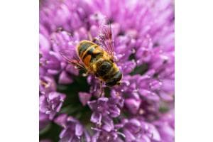 Mistbiene auf Allium Mistbiene auf Allium