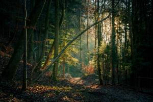 Wintersonne im Wald Wintersonne im Wald