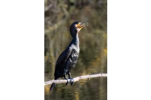 Kormoran beim Sonnenbad