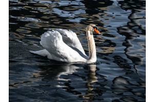 Schwan, Neuenburger See