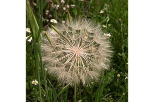 Riesen-Pusteblume