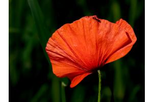 Mohnblume mit Besucher