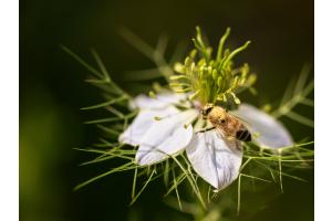 Pollen-beladene Biene auf Jungfer im Grünen
