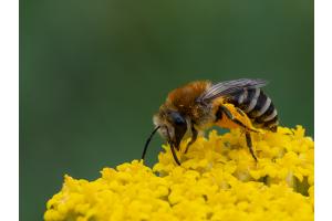 Ob ich bald genügend Pollen gesammelt habe? Sandbiene auf Gold-Schafgarbe