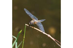 Libelle