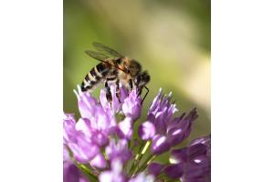 Honigbiene auf Allium Honigbiene auf Allium