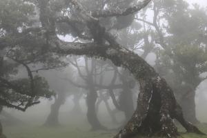Nebel