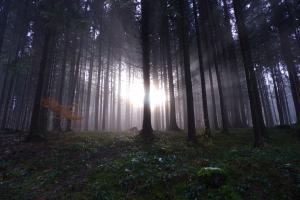 Wald Wald