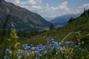 Sils
