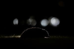 Igel in der Stadt Igel in der Stadt