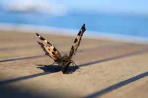 Ein Schmetterling auf der Plattform unseres Bootes