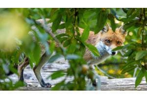 Fuchs Fuchs