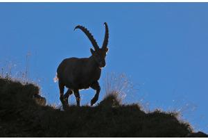 Steinbock auf dem Brienzergrat Steinbock auf dem Brienzergrat