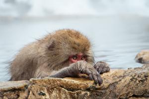 Snowmonkey in the jacuzzi 