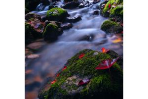 Waldbach Waldbach