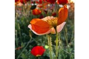 Der Mohn blüht 