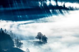 Emmentaler Linde im Nebel Emmentaler Linde im Nebel