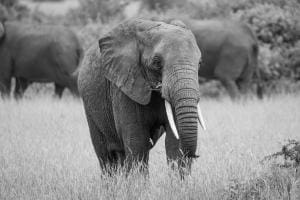 Elefant in freier Wildbahn