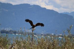 Vogel am Bodensee Vogel am Bodensee